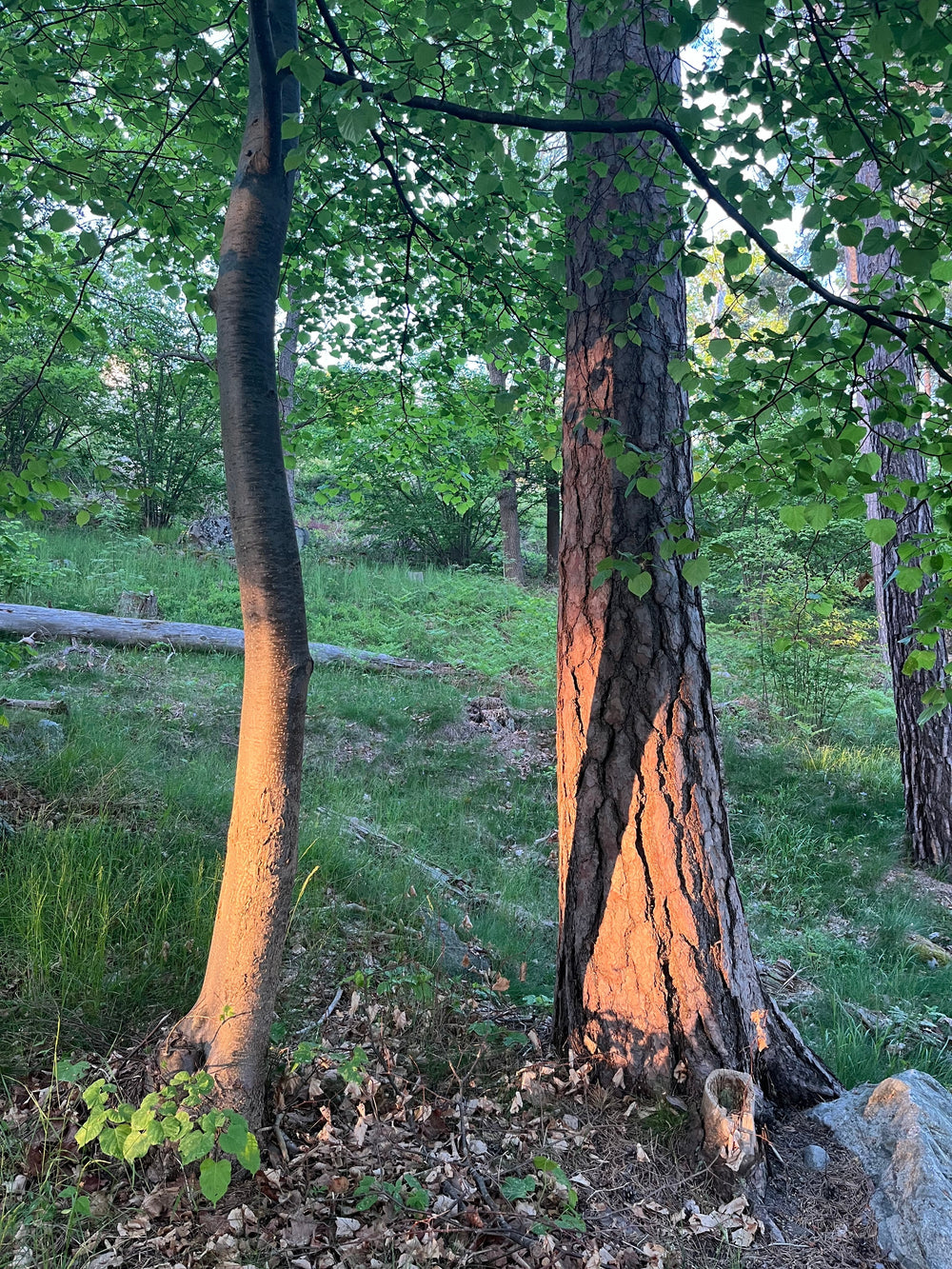 The Power of Color: Why Green (and the Forest) Is Good for Your Soul