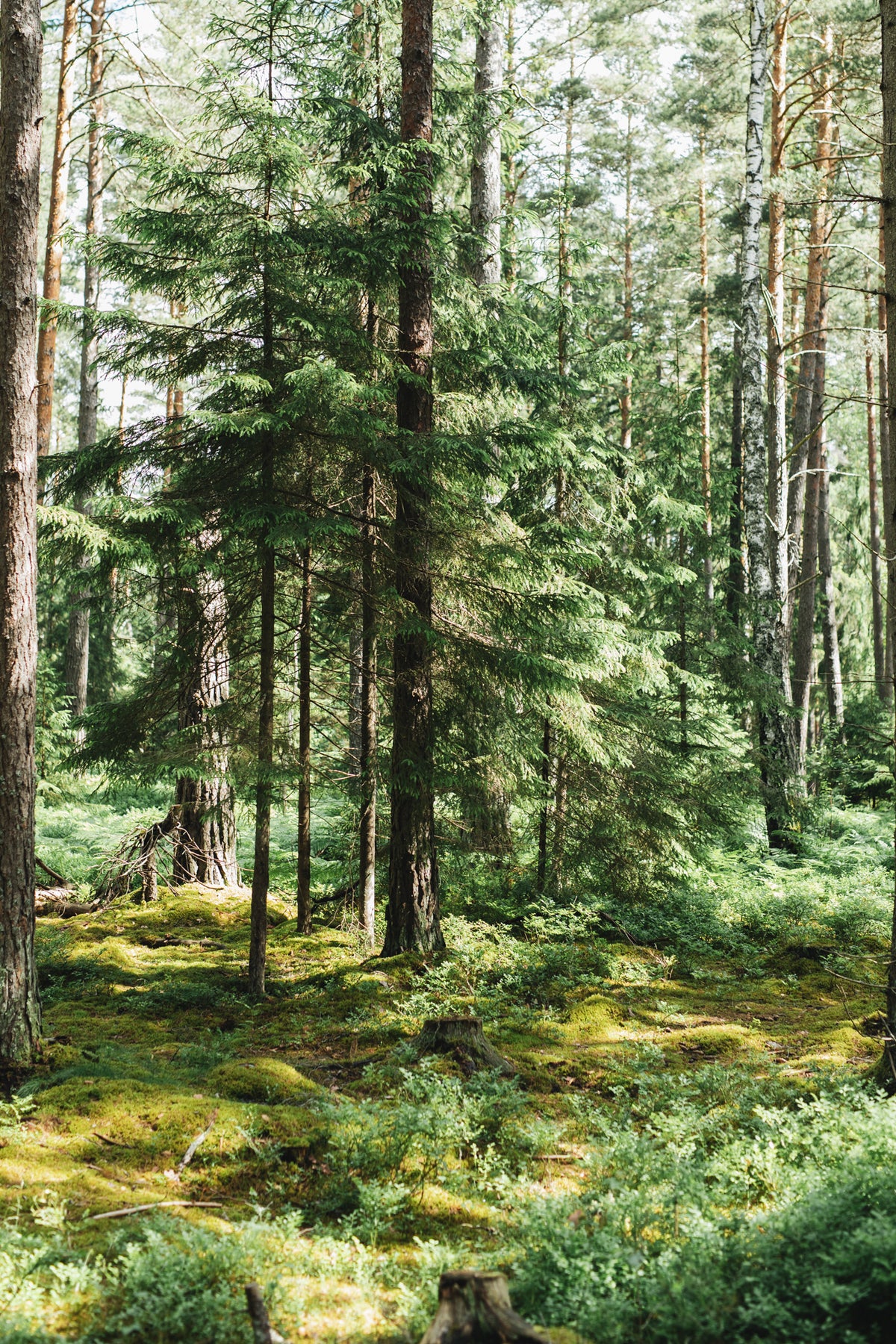 Sunlit forest and moss