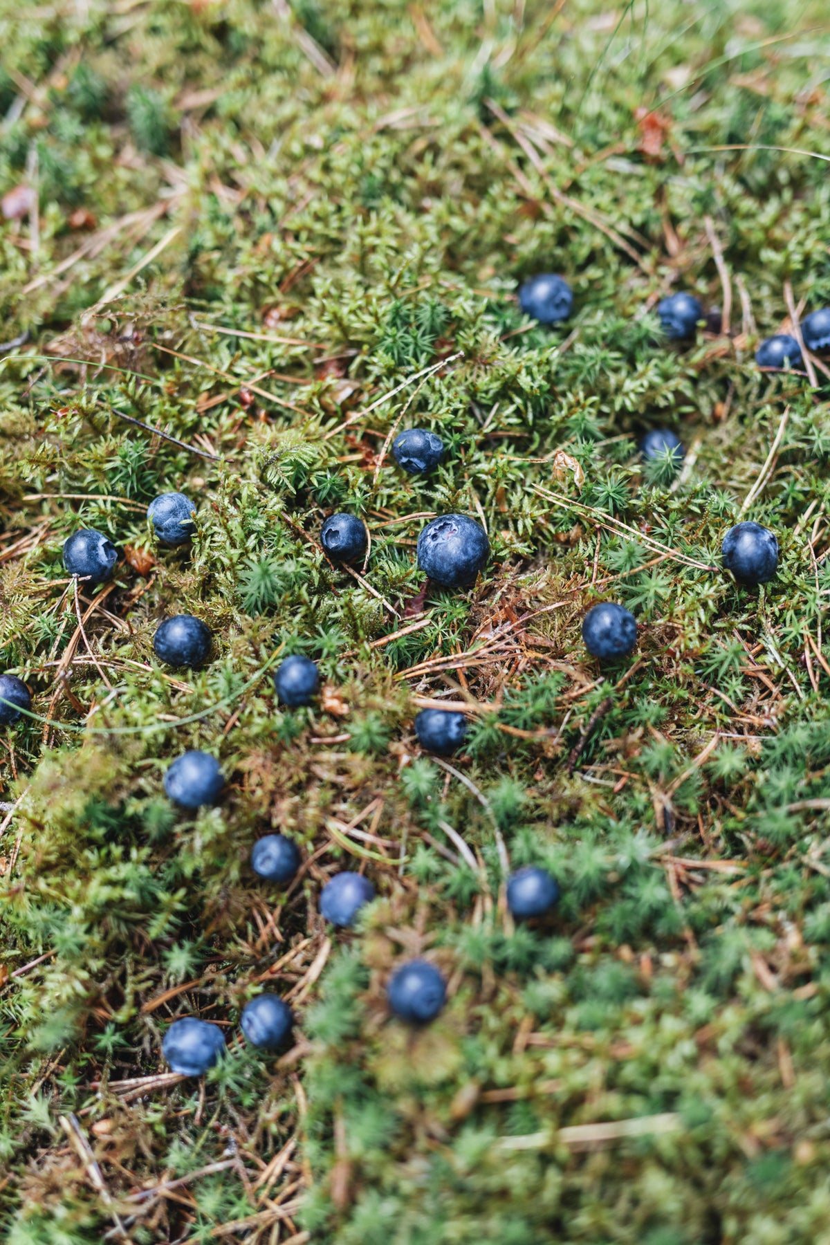 Bilberries on a mossy forest floor